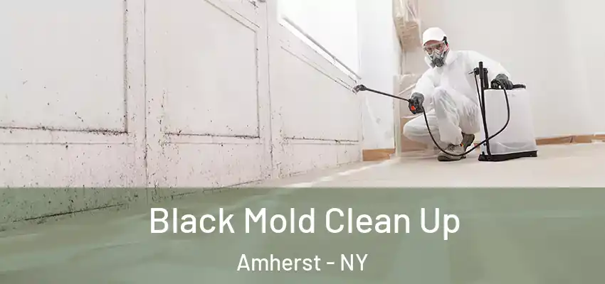  Black Mold Clean Up Amherst - NY