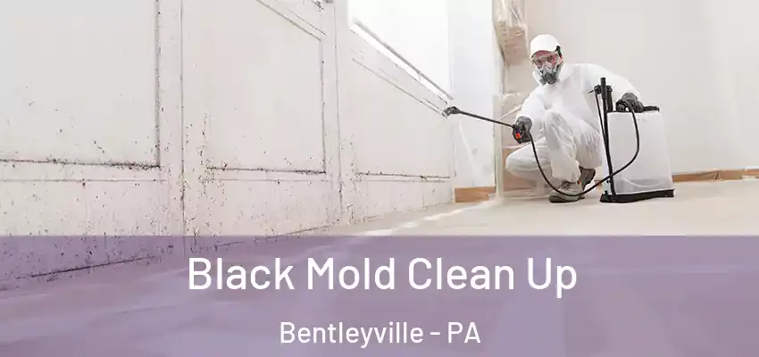  Black Mold Clean Up Bentleyville - PA