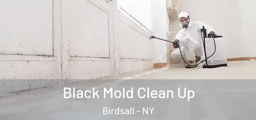  Black Mold Clean Up Birdsall - NY