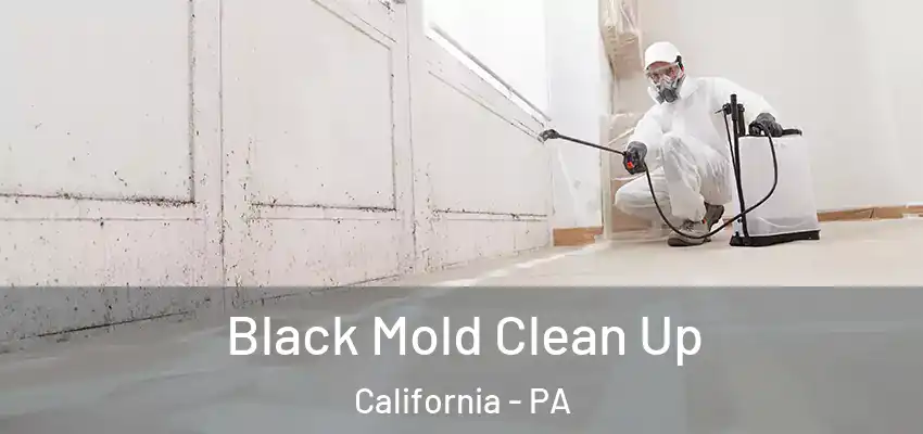  Black Mold Clean Up California - PA