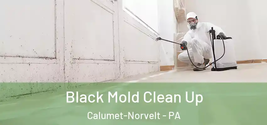  Black Mold Clean Up Calumet-Norvelt - PA