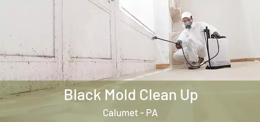  Black Mold Clean Up Calumet - PA