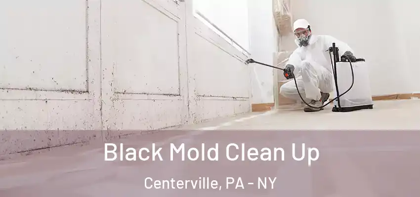  Black Mold Clean Up Centerville, PA - NY