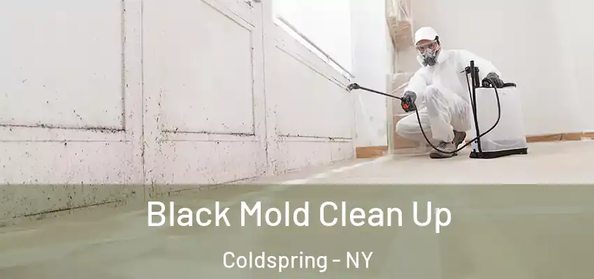  Black Mold Clean Up Coldspring - NY