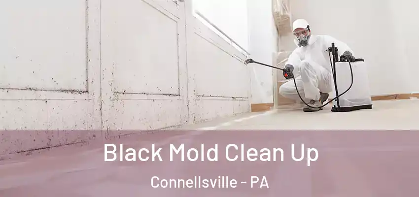  Black Mold Clean Up Connellsville - PA