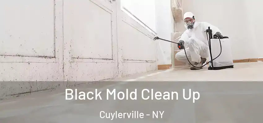  Black Mold Clean Up Cuylerville - NY