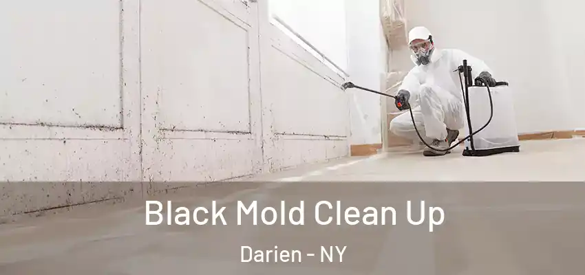  Black Mold Clean Up Darien - NY