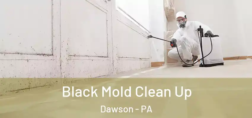  Black Mold Clean Up Dawson - PA