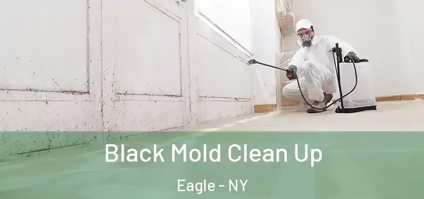  Black Mold Clean Up Eagle - NY