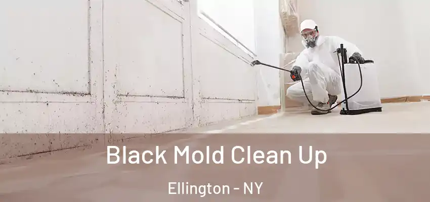  Black Mold Clean Up Ellington - NY