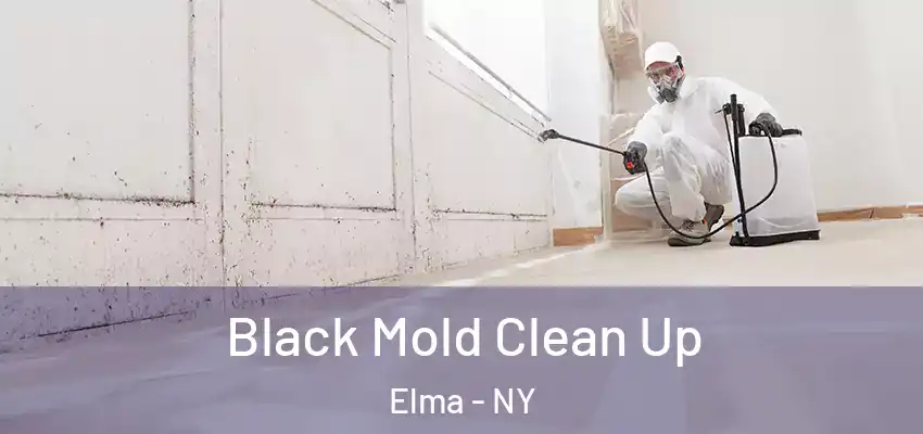  Black Mold Clean Up Elma - NY