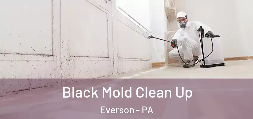 Black Mold Clean Up Everson - PA