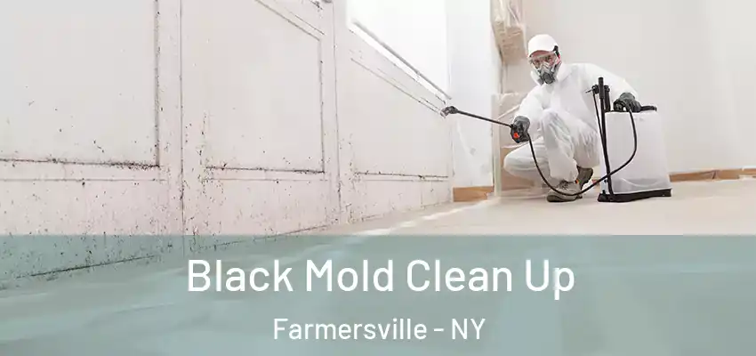  Black Mold Clean Up Farmersville - NY