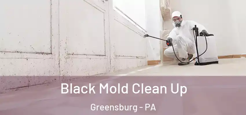  Black Mold Clean Up Greensburg - PA