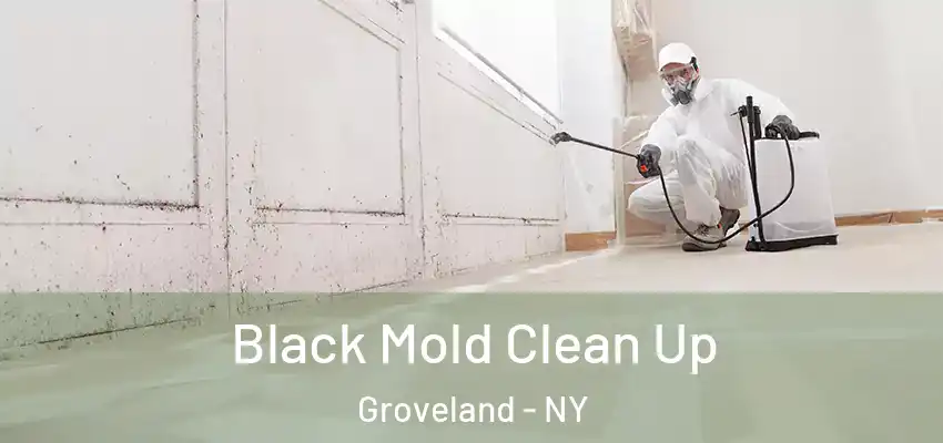  Black Mold Clean Up Groveland - NY