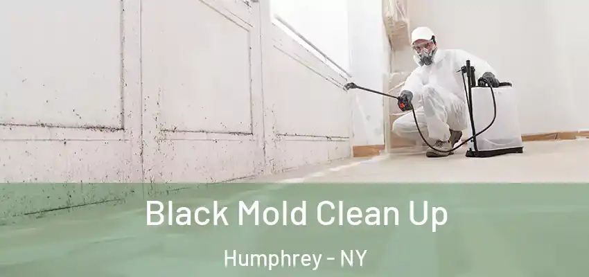  Black Mold Clean Up Humphrey - NY