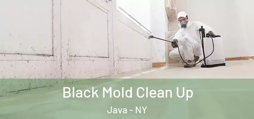  Black Mold Clean Up Java - NY