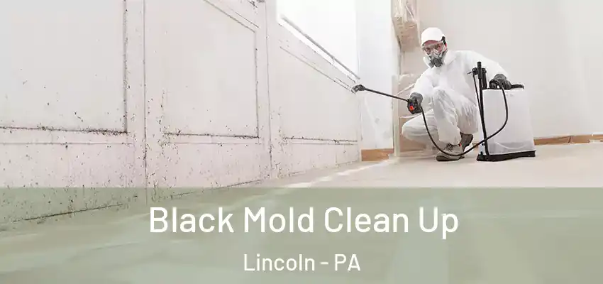  Black Mold Clean Up Lincoln - PA