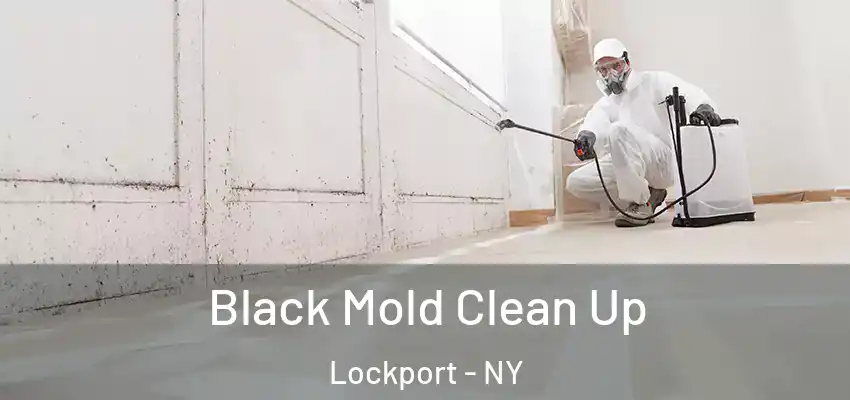  Black Mold Clean Up Lockport - NY