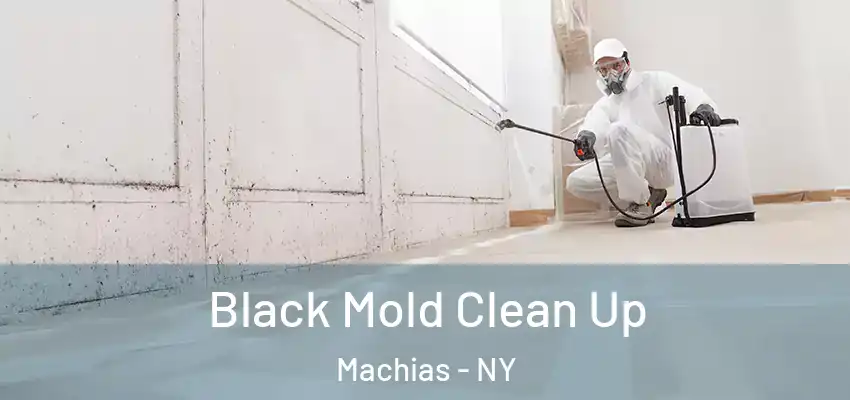  Black Mold Clean Up Machias - NY