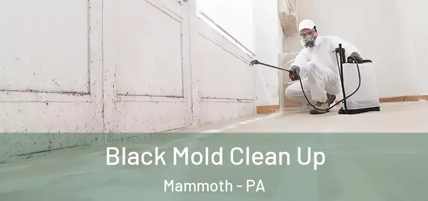  Black Mold Clean Up Mammoth - PA
