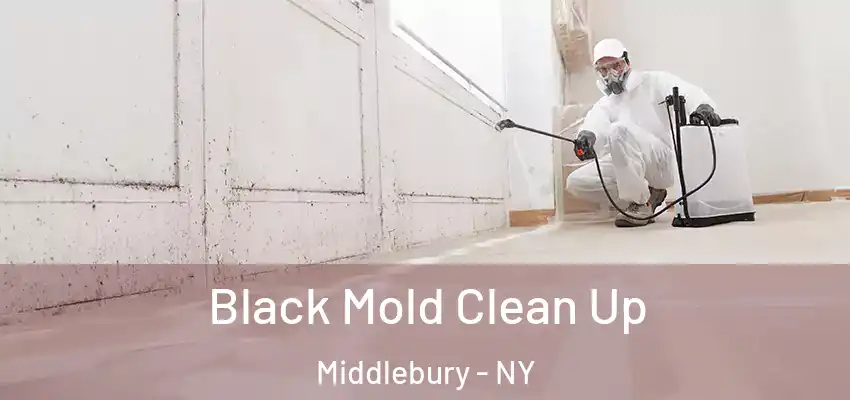  Black Mold Clean Up Middlebury - NY