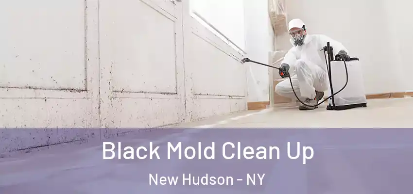  Black Mold Clean Up New Hudson - NY