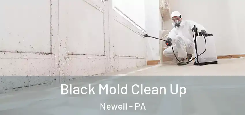  Black Mold Clean Up Newell - PA