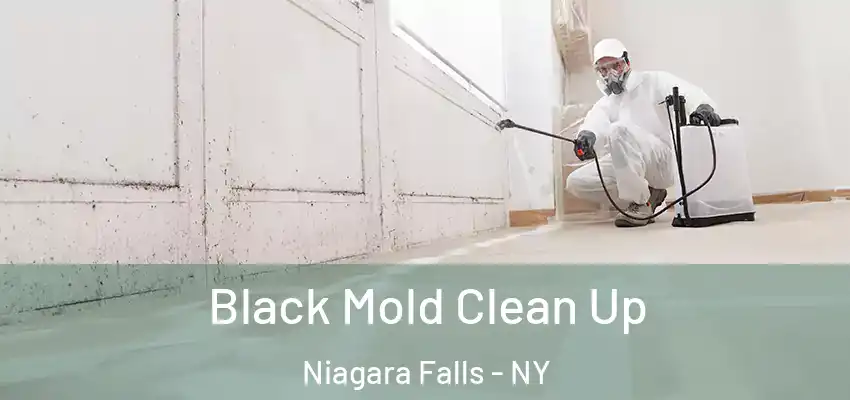  Black Mold Clean Up Niagara Falls - NY