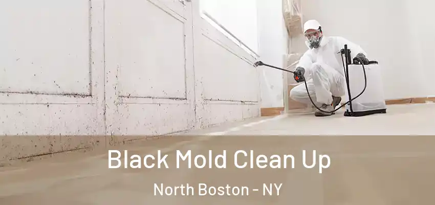  Black Mold Clean Up North Boston - NY
