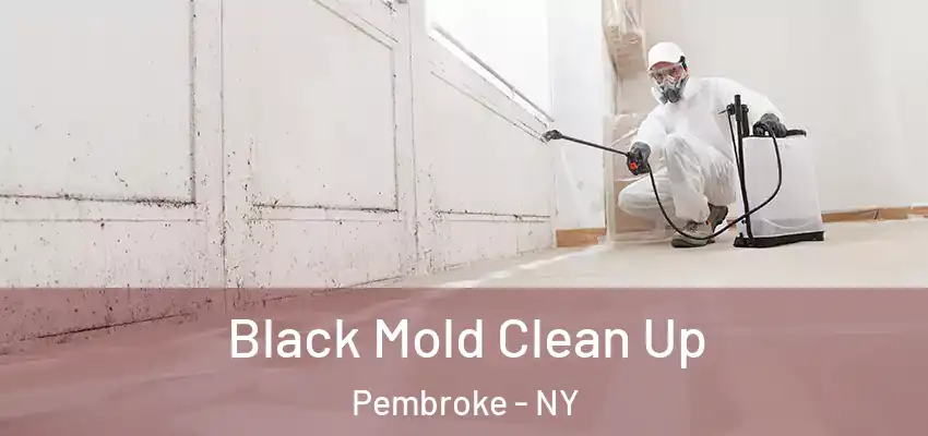  Black Mold Clean Up Pembroke - NY