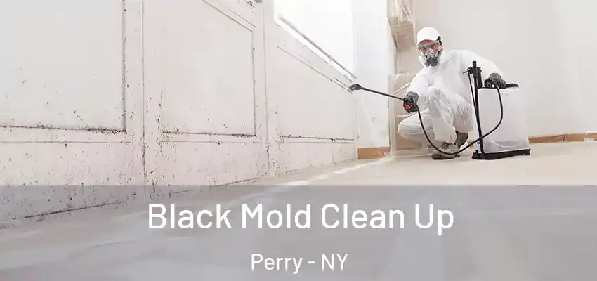  Black Mold Clean Up Perry - NY