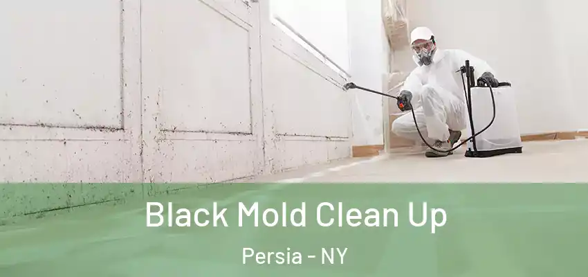  Black Mold Clean Up Persia - NY