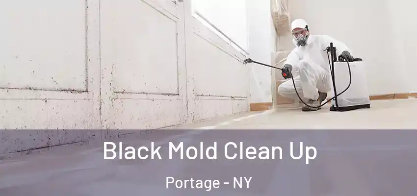  Black Mold Clean Up Portage - NY