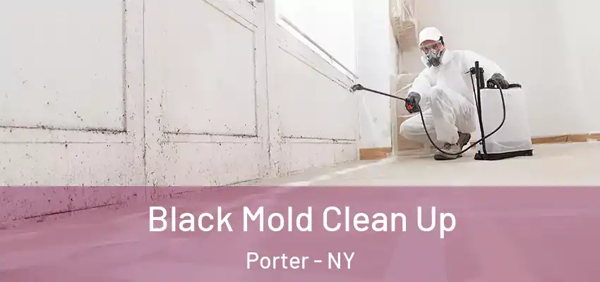  Black Mold Clean Up Porter - NY