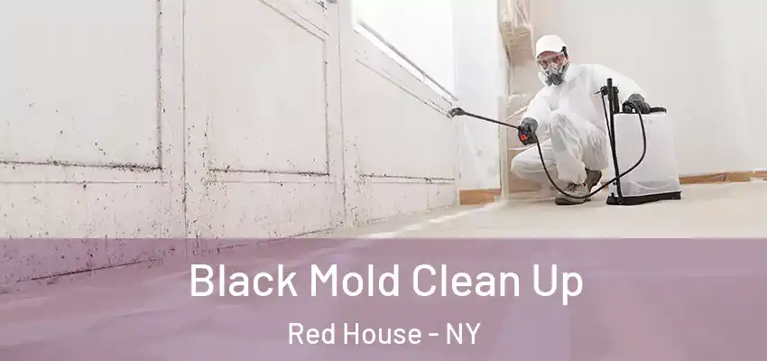  Black Mold Clean Up Red House - NY