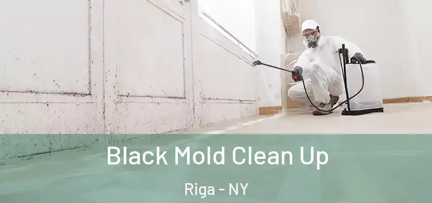  Black Mold Clean Up Riga - NY