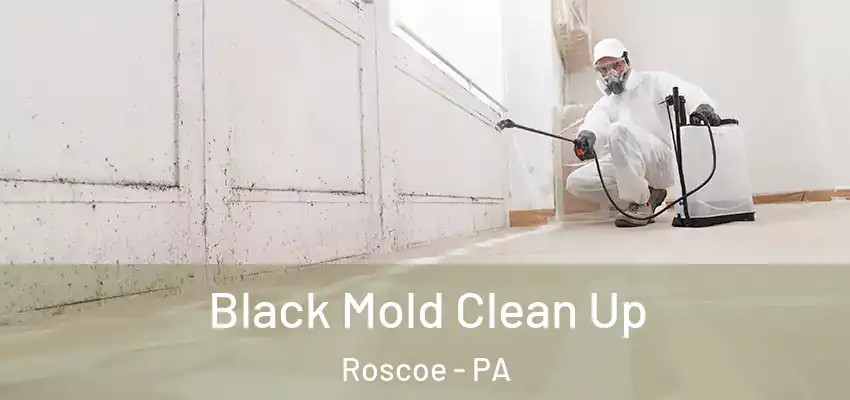  Black Mold Clean Up Roscoe - PA