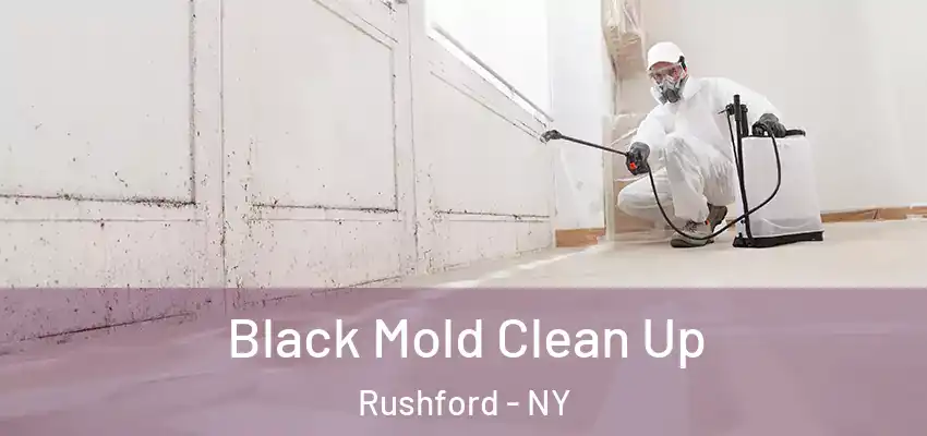  Black Mold Clean Up Rushford - NY