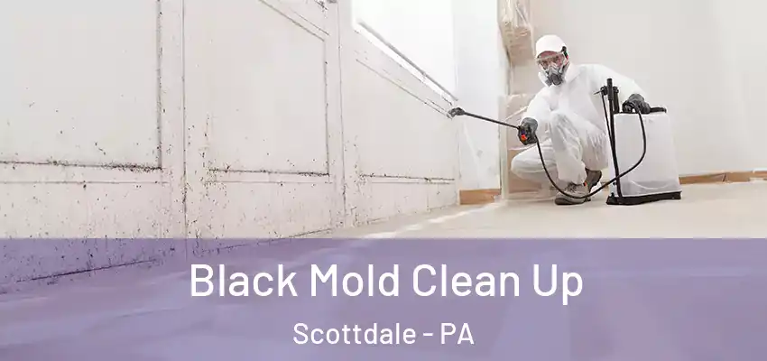  Black Mold Clean Up Scottdale - PA