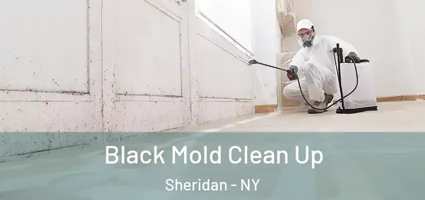  Black Mold Clean Up Sheridan - NY