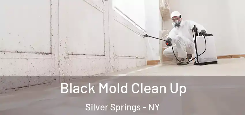  Black Mold Clean Up Silver Springs - NY