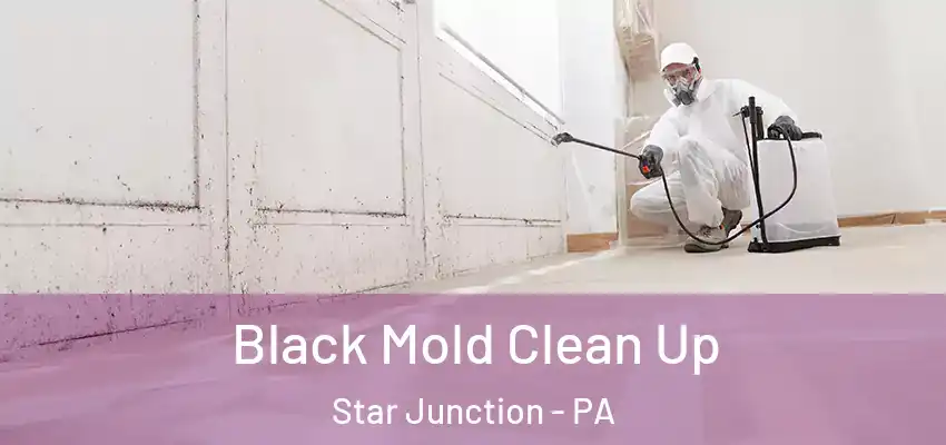  Black Mold Clean Up Star Junction - PA