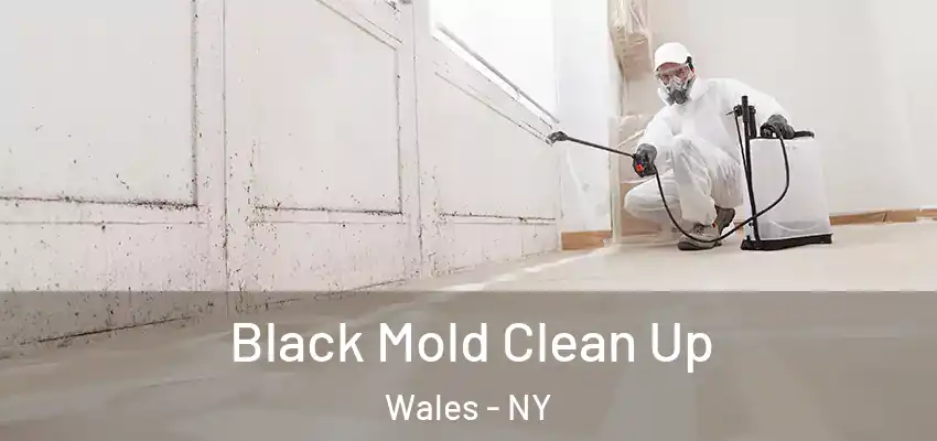  Black Mold Clean Up Wales - NY