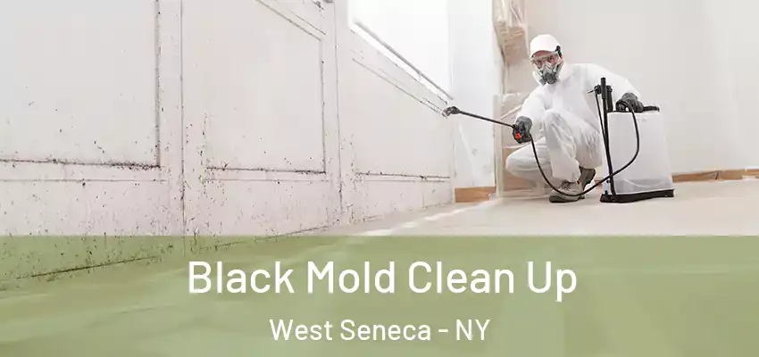  Black Mold Clean Up West Seneca - NY