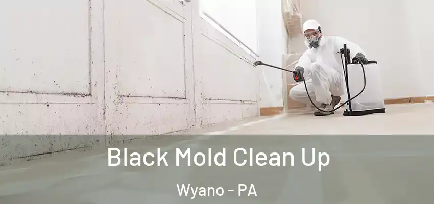  Black Mold Clean Up Wyano - PA