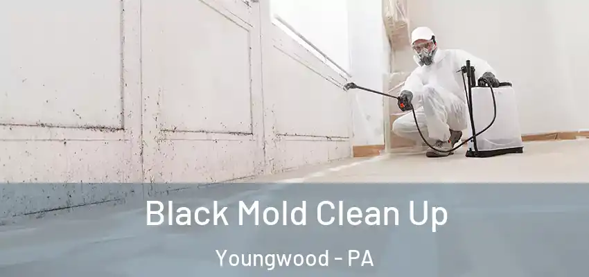  Black Mold Clean Up Youngwood - PA