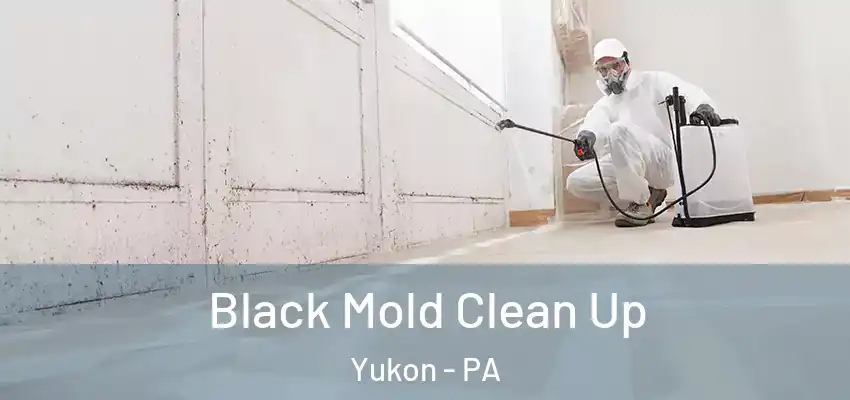  Black Mold Clean Up Yukon - PA