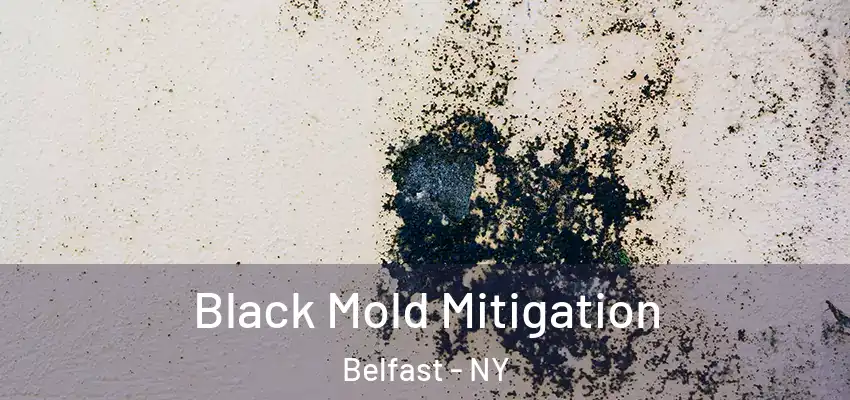  Black Mold Mitigation Belfast - NY