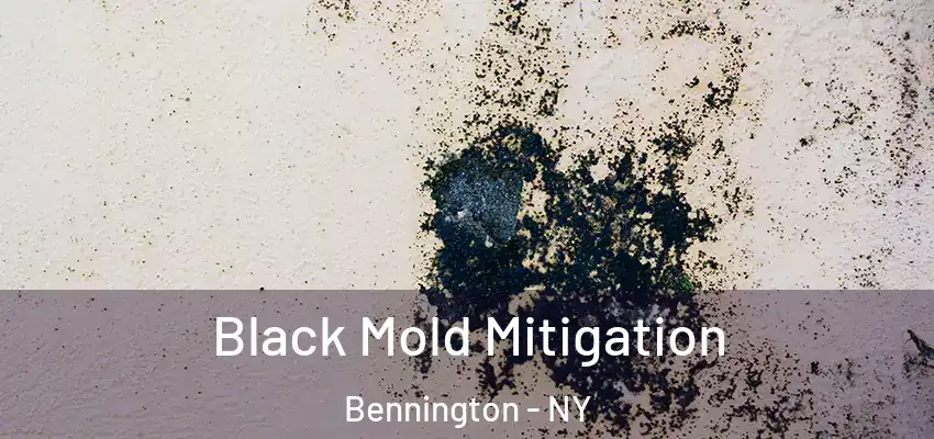  Black Mold Mitigation Bennington - NY